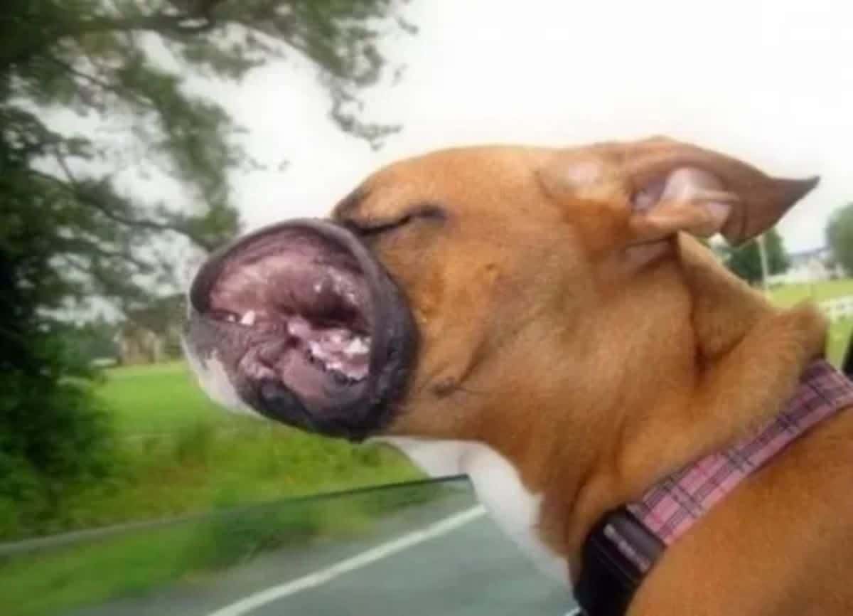 brown boxer leaning out of a car window and having the lips blown back from the wind