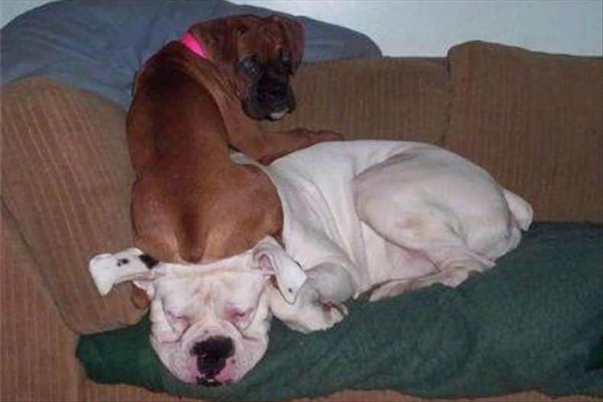 brown boxer puppy sitting on the head of a sleeping white bulldog