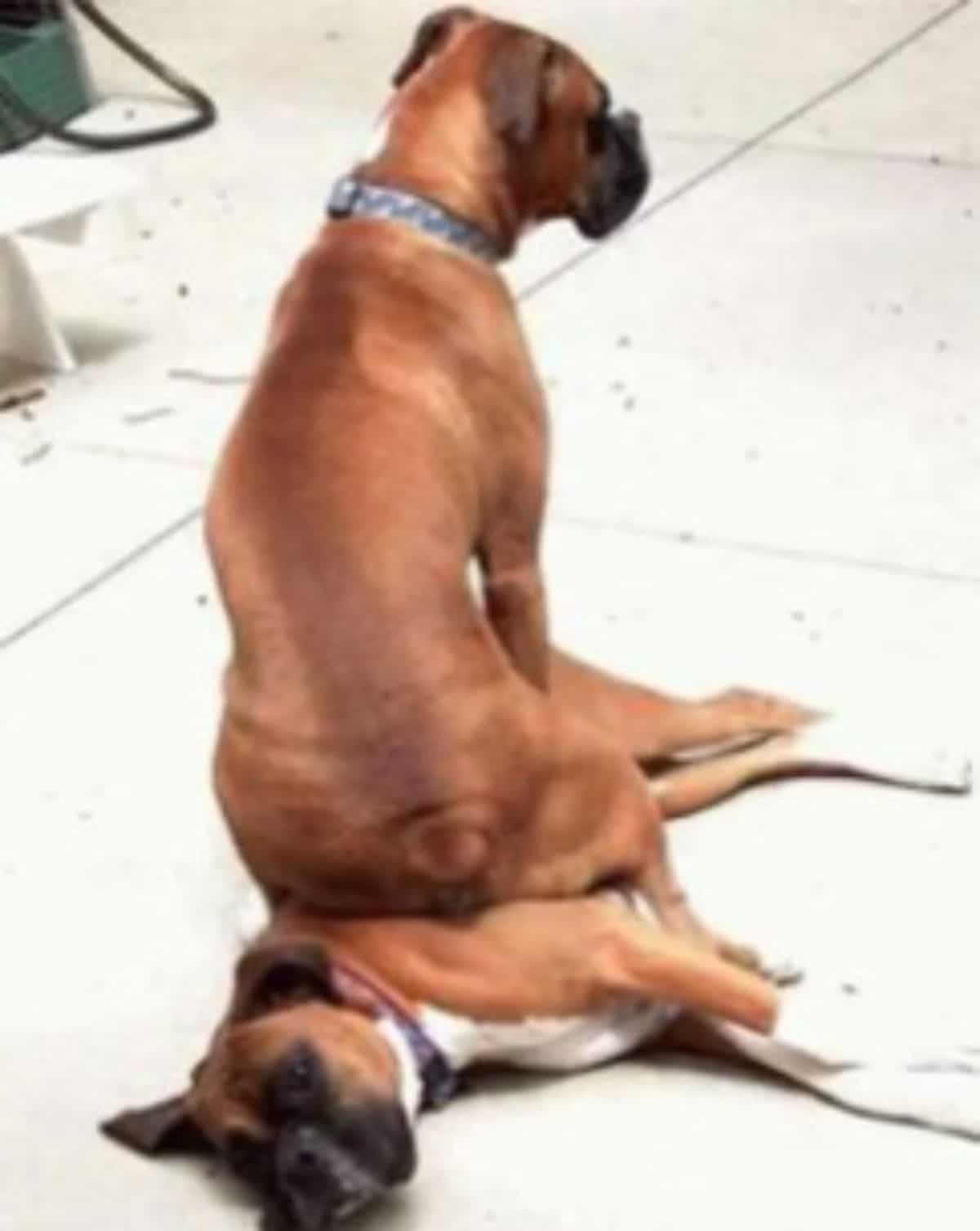 brown boxer sitting on a brown and white boxer laying on the floor