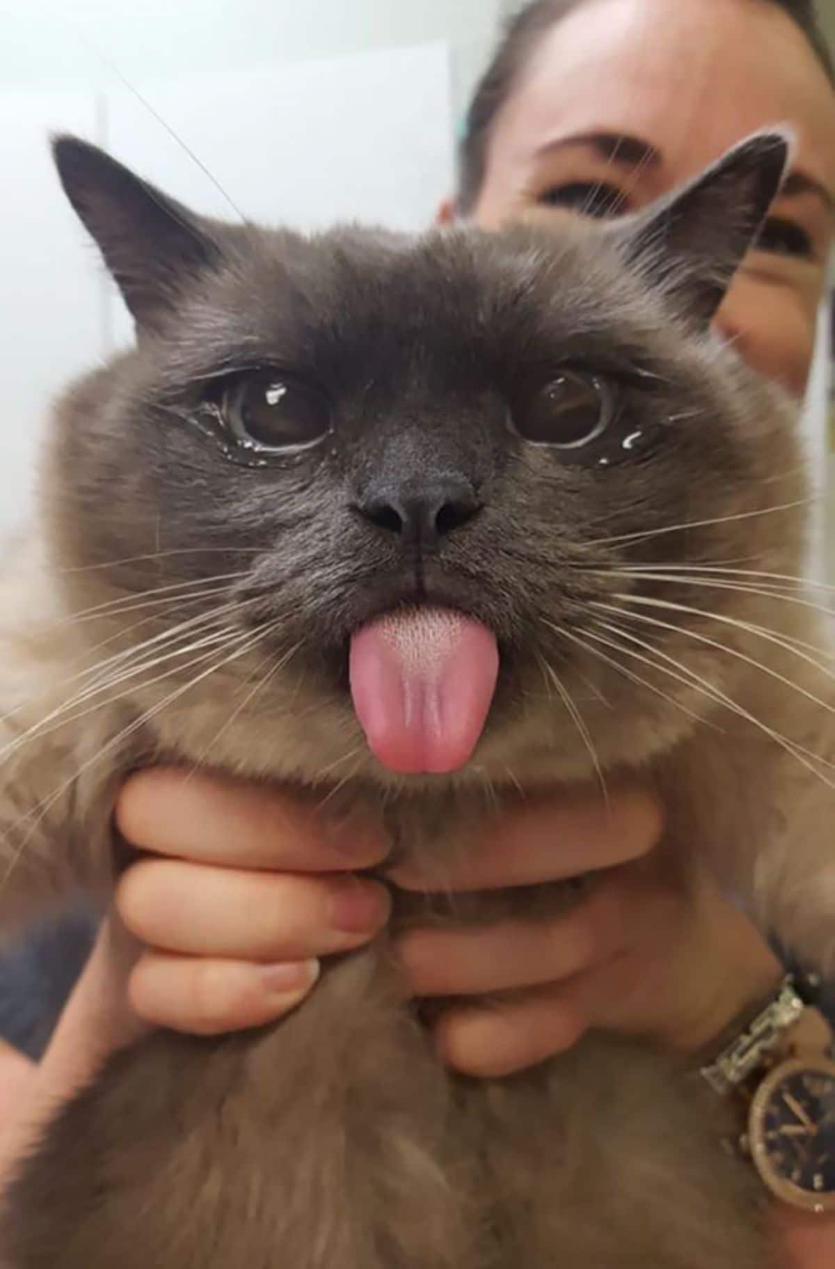 brown cat with tongue sticking out being held up by someone
