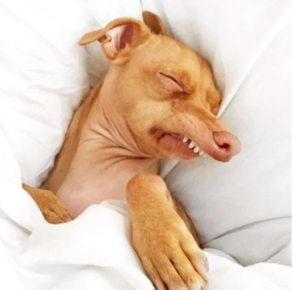 brown chihuahua mix with a longer top jaw sleeping on a white bed and tucked under a white blanket