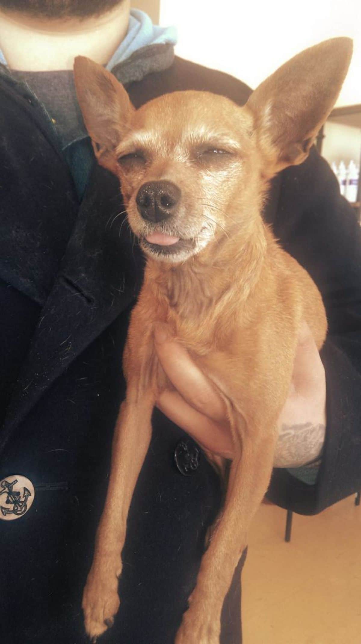 brown chihuahua with eyes narrowed and tongue sticking out slightly being held by someone