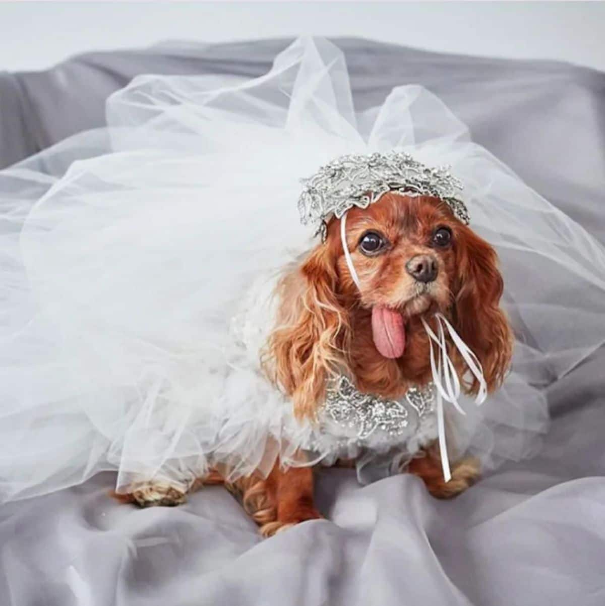 brown cocker spaniel with the tongue hanging out the side wearing a tiara and a white wedding gown