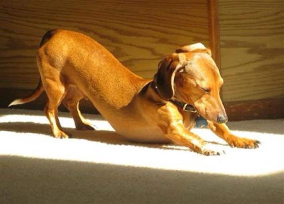 brown dachshund doing a downward dog yoga pose in the sunlight from outside