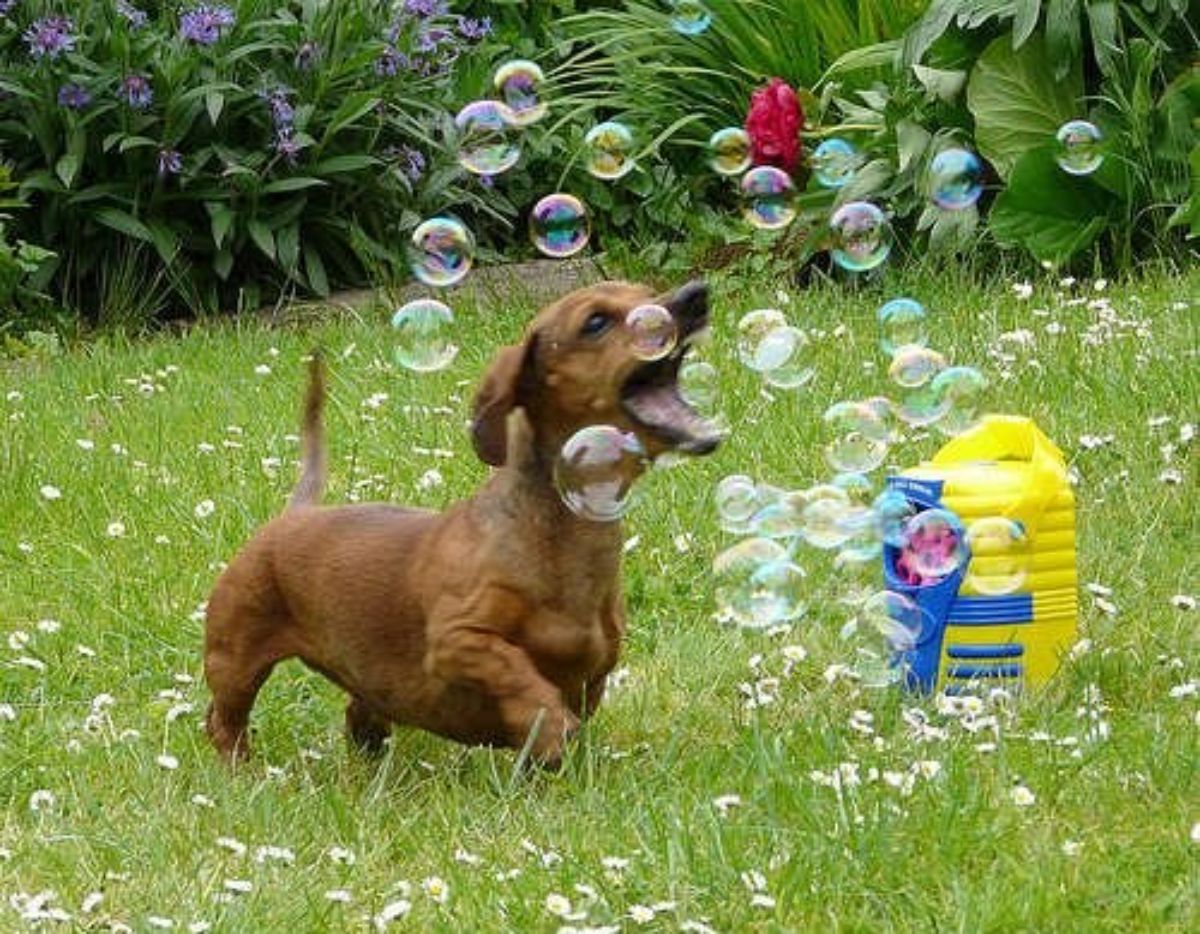 brown dachshund trying to bite soap bubbles around it