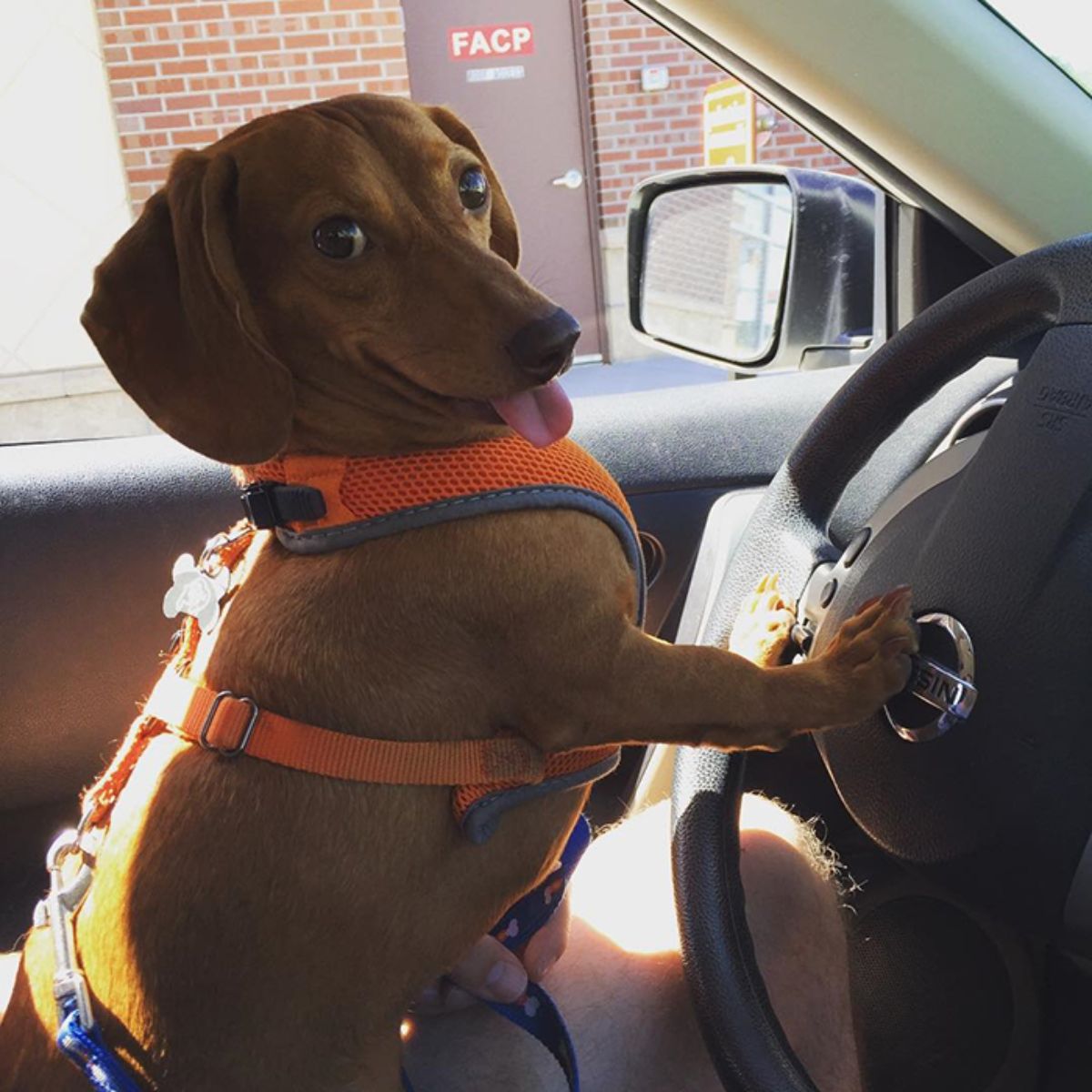 brown dachshund with orange harness and tongue hanging out standing on hind legs of a driver's seat with the front paws on the steering wheel