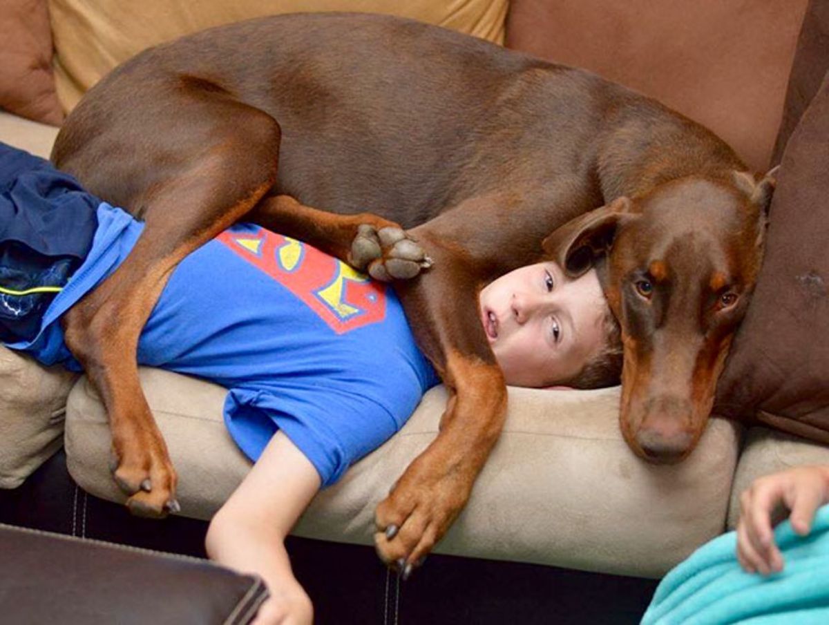 brown doberman laying on a boy laying down on a brown sofa