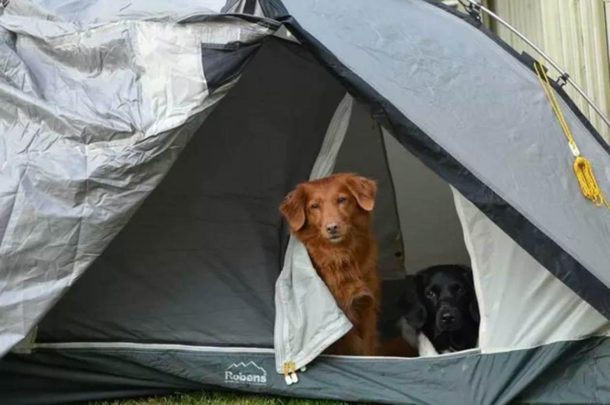 brown dog and black dog inside a grey black and white camping tent