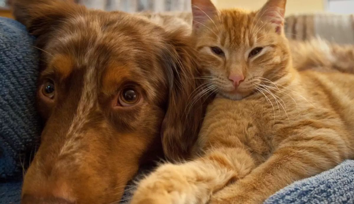 brown dog and orange cat laying on a blue blanket together