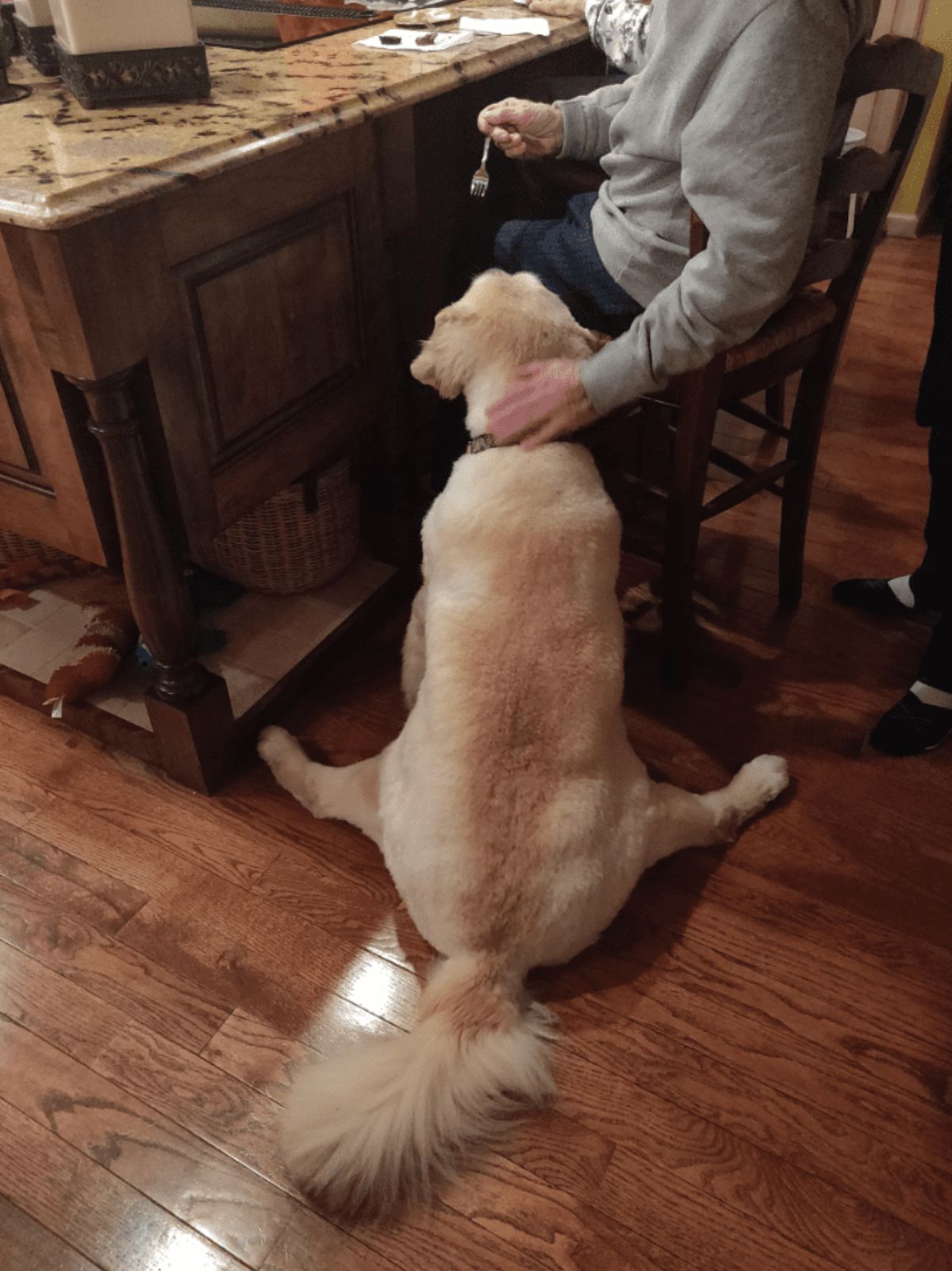 brown dog being fed something sitting down with the back legs splayed to either side