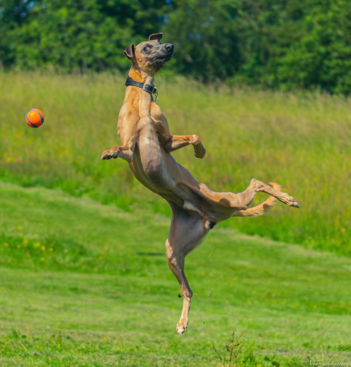 brown dog caught jumping in mid air with an orange and blue ball near it
