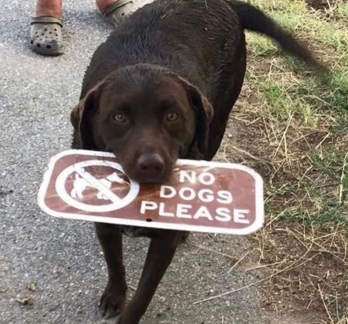 brown dog holding a red and white metal NO DOGS PLEASE sign in its mouth