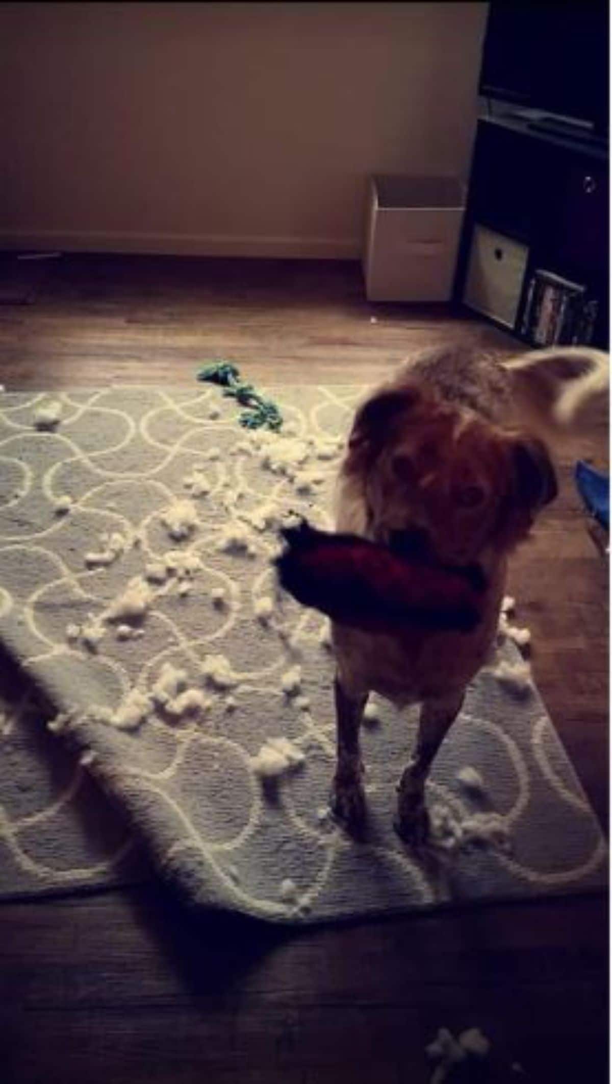 brown dog holding a ripped up toy with stuffing on the floor