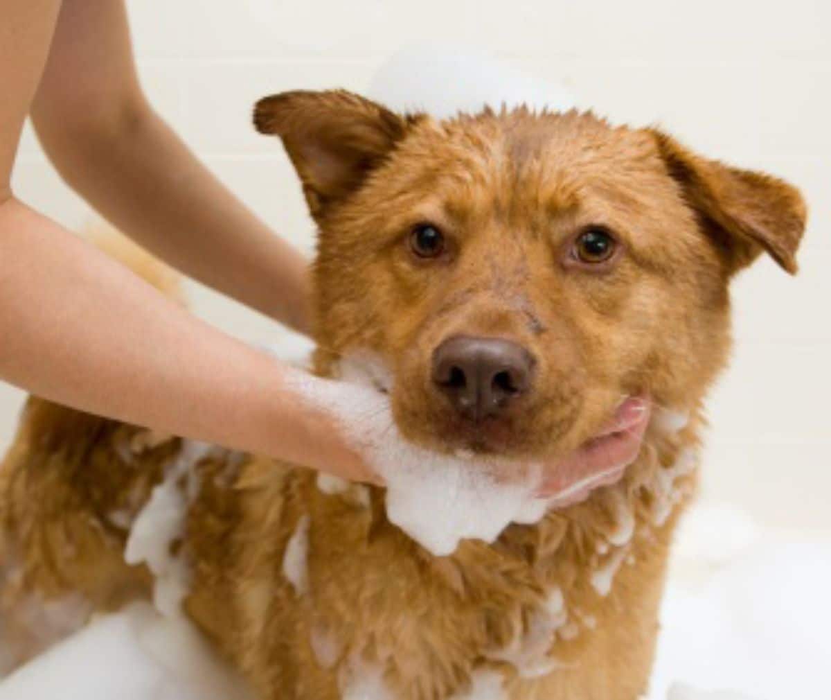 brown dog in a bathtub getting shampooed