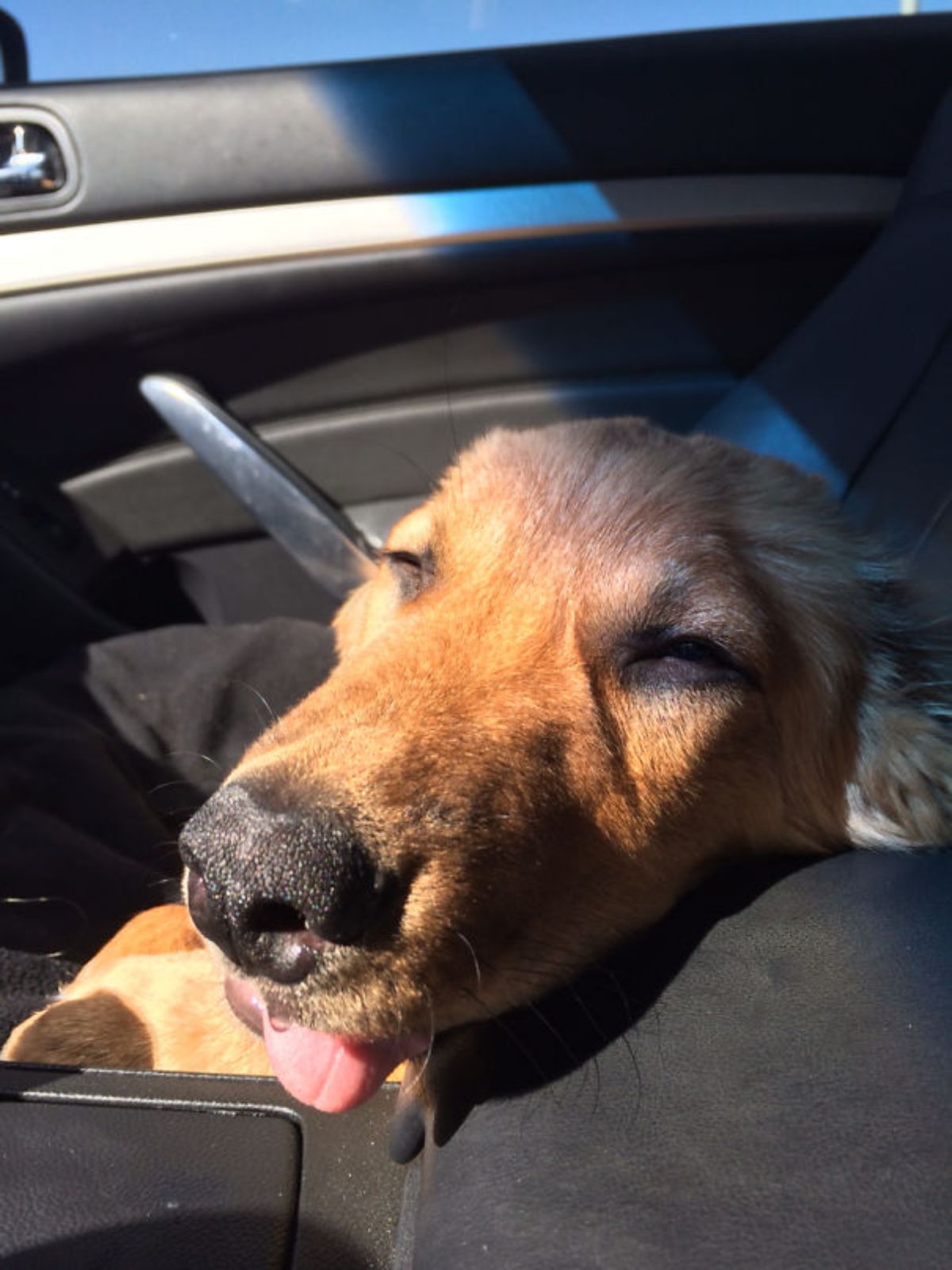 brown dog in a car with eyes closed and the tongue sticking out