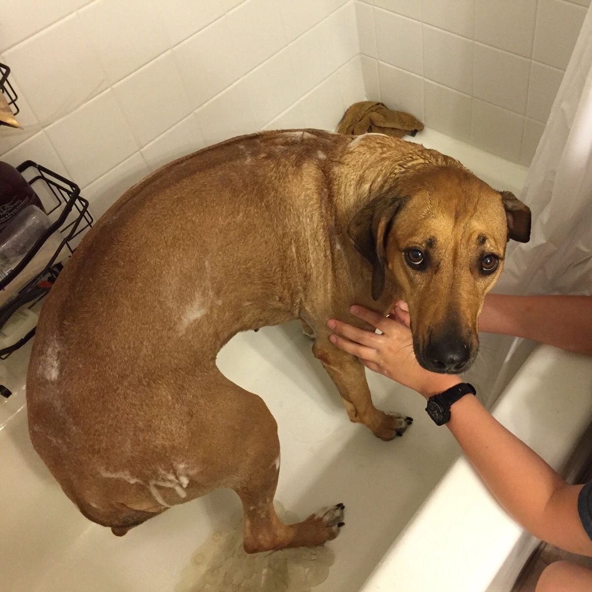 brown dog inside a white bathtub getting bathed by someone