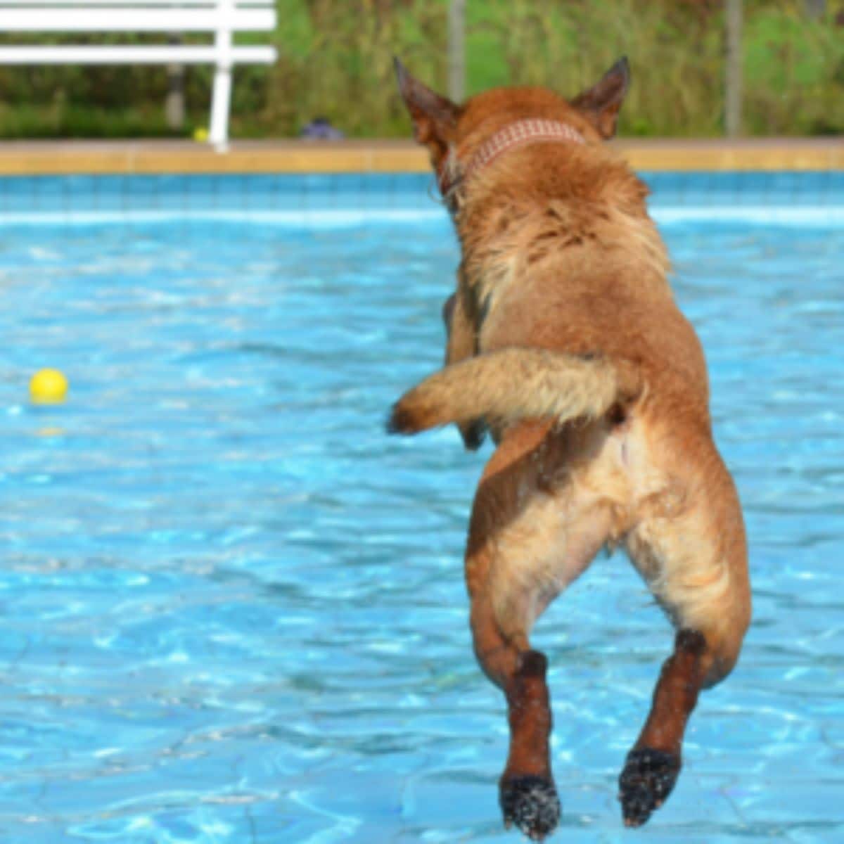 brown dog jumping into a swimming pool