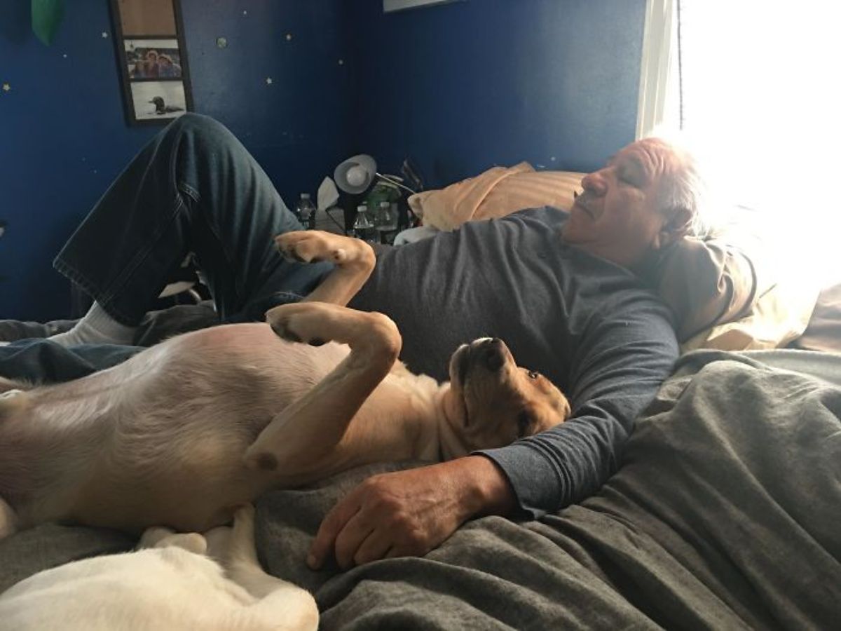 brown dog laying belly up on a bed next to an old man who has an arm around the dog with the back end of a white dog visible at the edge