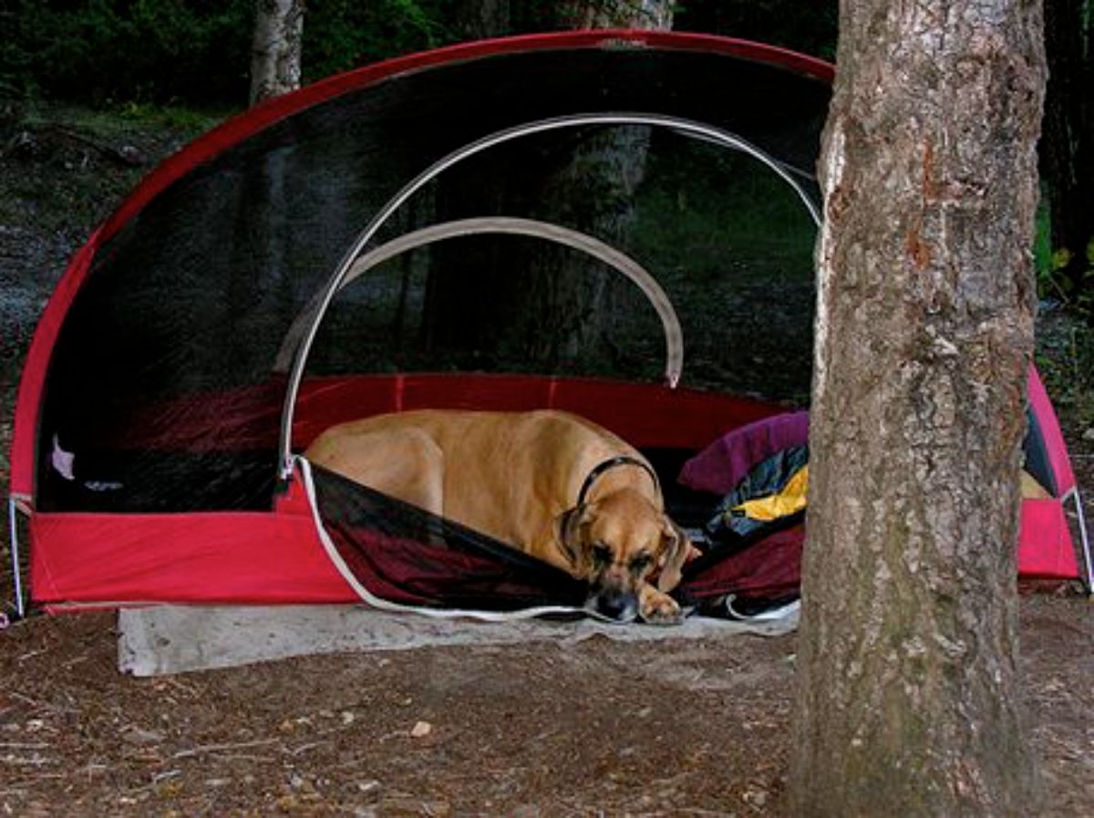 brown dog laying inside a red and black camping tent
