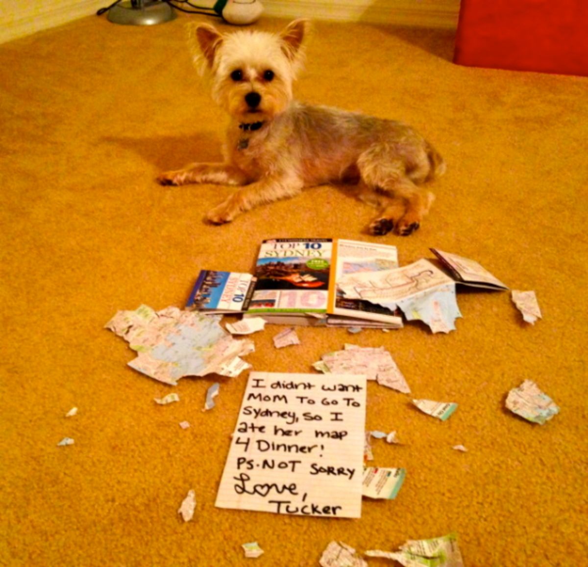 brown dog laying next to a ripped up map book with a sign saying he ruined his mother's map book of Sydney