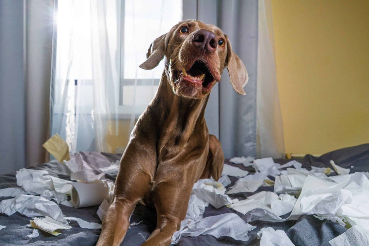 brown dog laying on a bed surrounded by ripped up toilet paper rolls