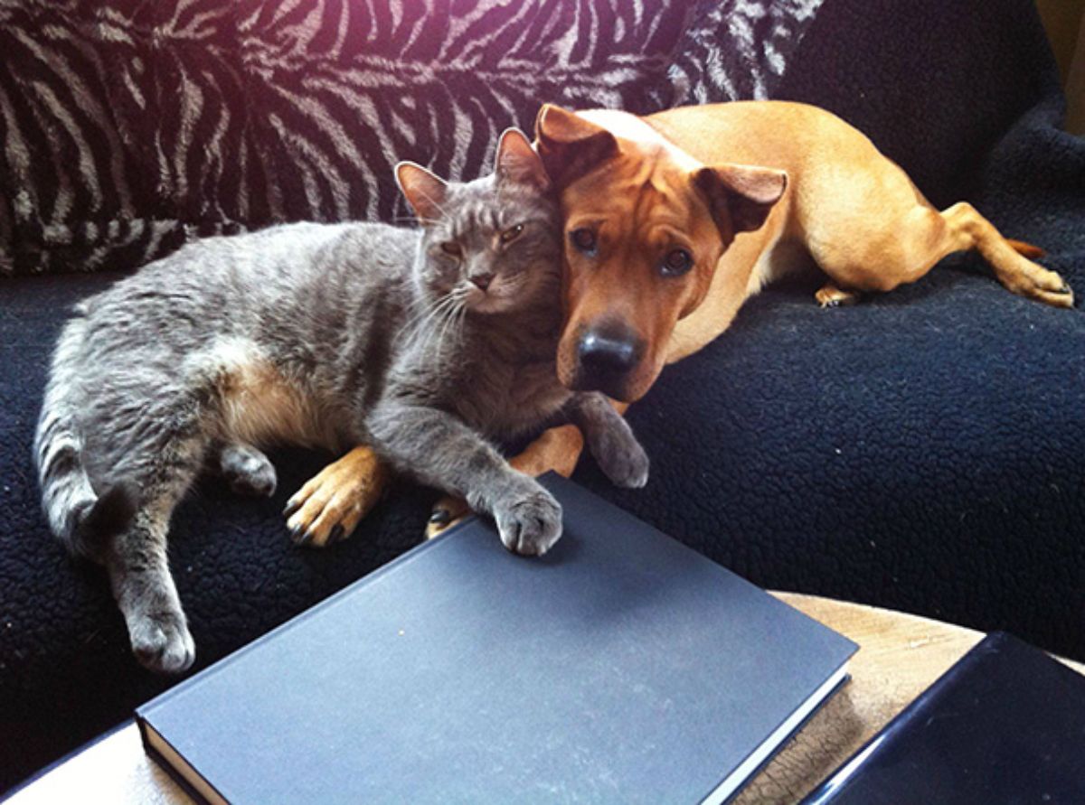 brown dog laying on a black sofa cuddling with a grey tabby cat