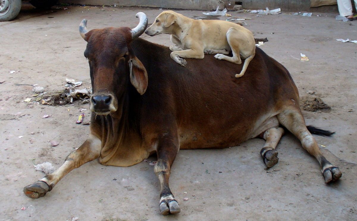 brown dog laying on a brown and black bull