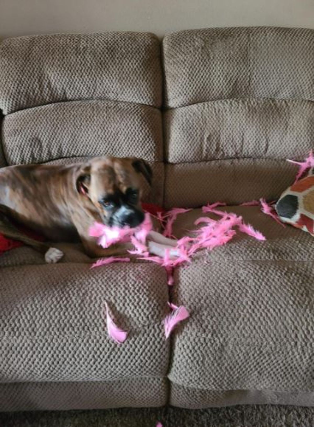 brown dog laying on a brown sofa ripping up a pink and white toy