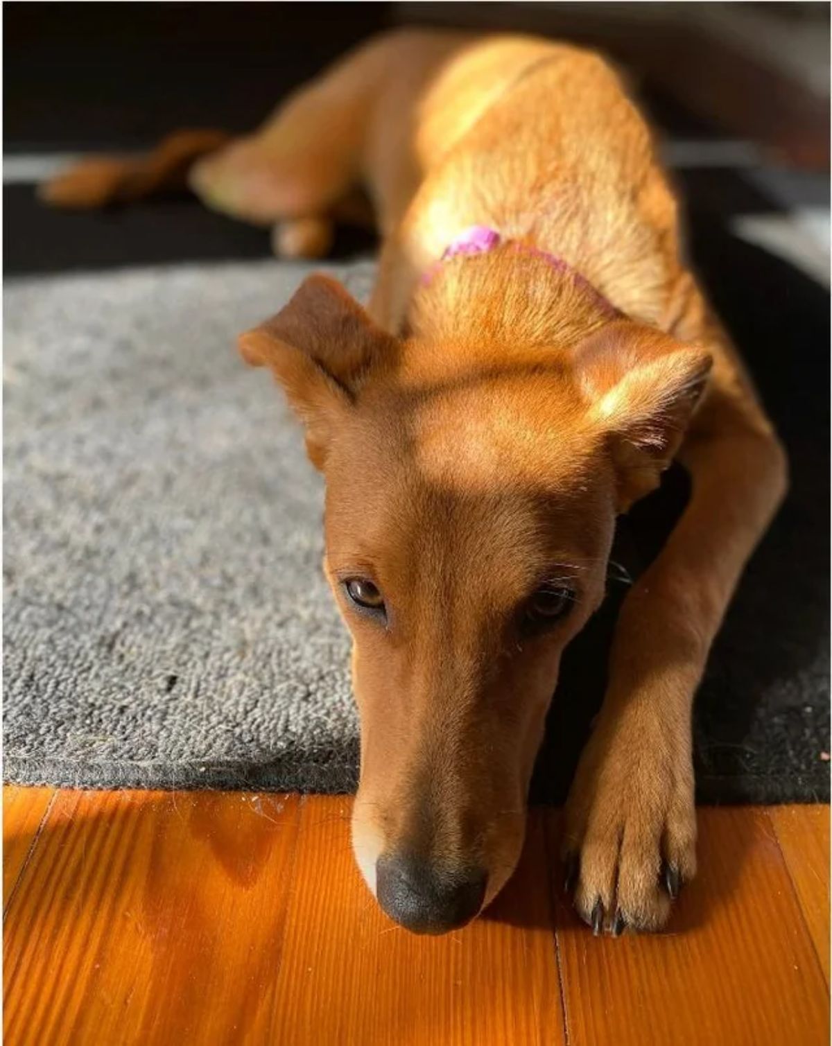 brown dog laying on grey carpet with the sun on the dog