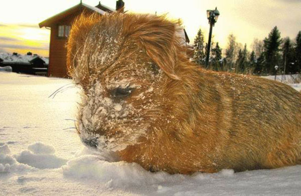 brown dog laying on snow and with the face covered in snow