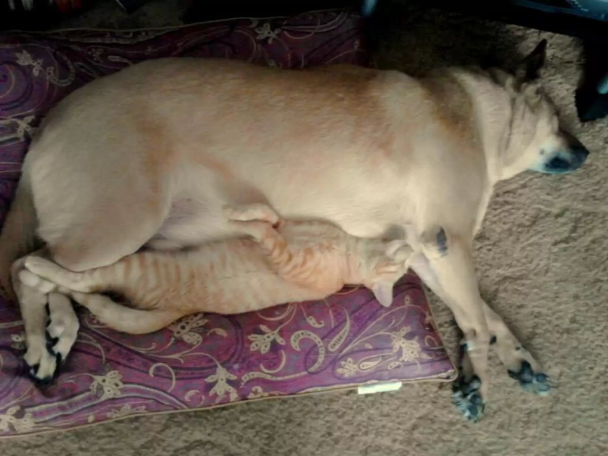 brown dog laying on the floor with an orange cat laying against the dog's stomach