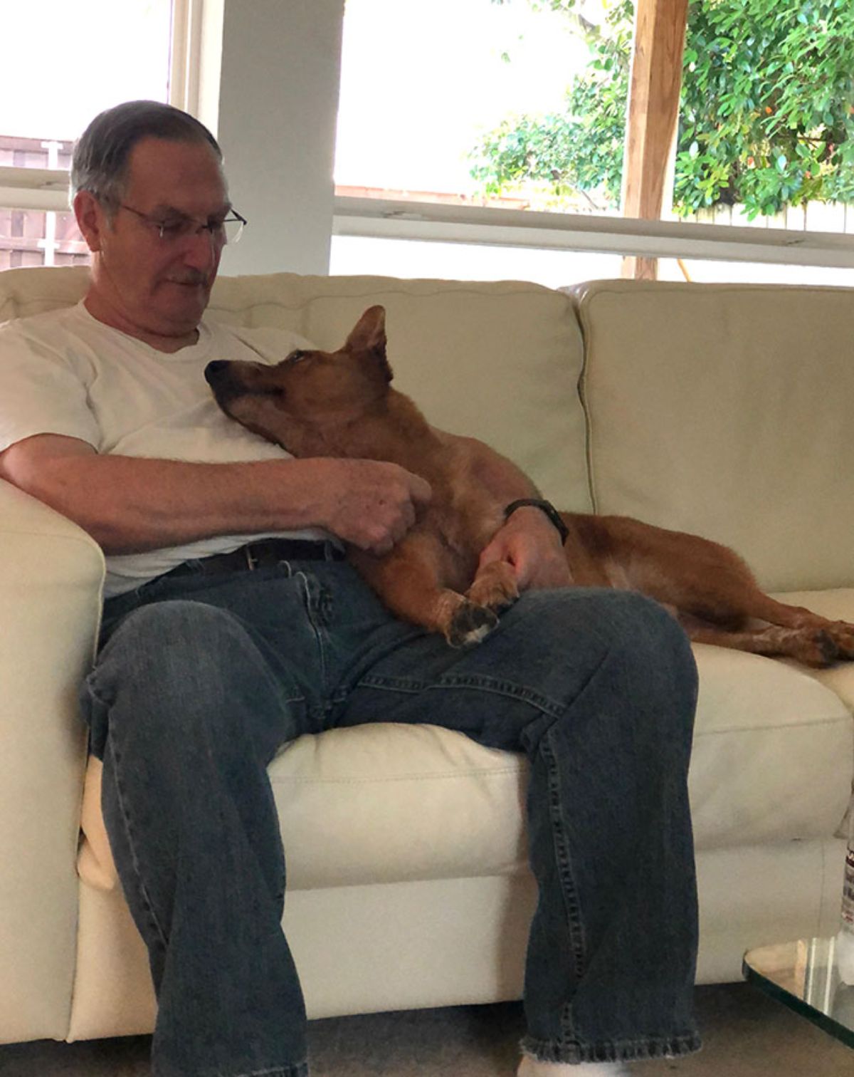 brown dog laying partly on a white sofa and the front half on an old man's lap and looking up at his face