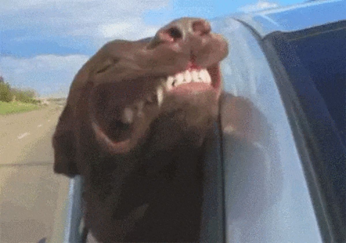 brown dog leaning out of a car window with the lips blown back from the wind