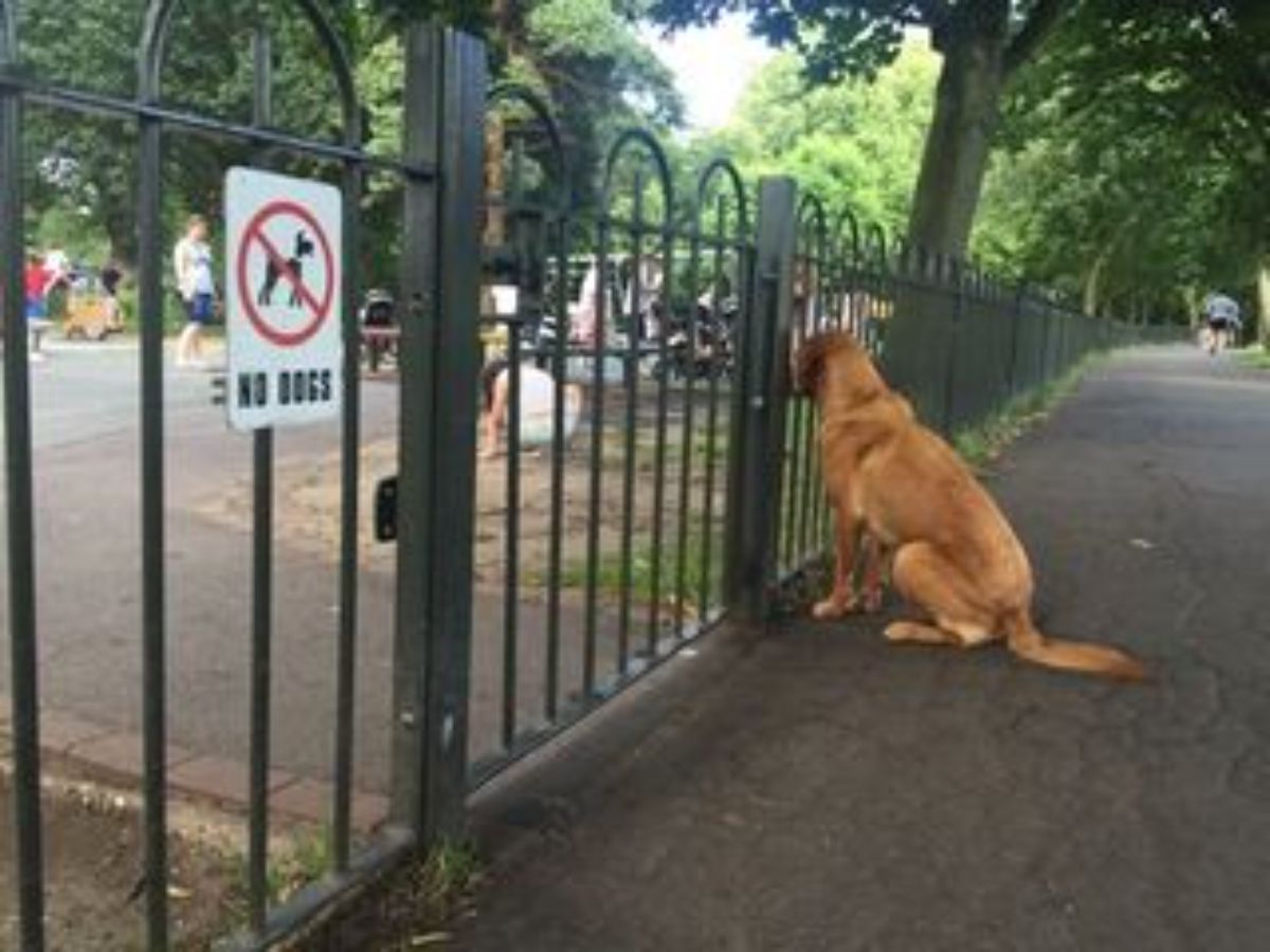 brown dog looking through a gate into a playground with a NO DOGS allowed sign