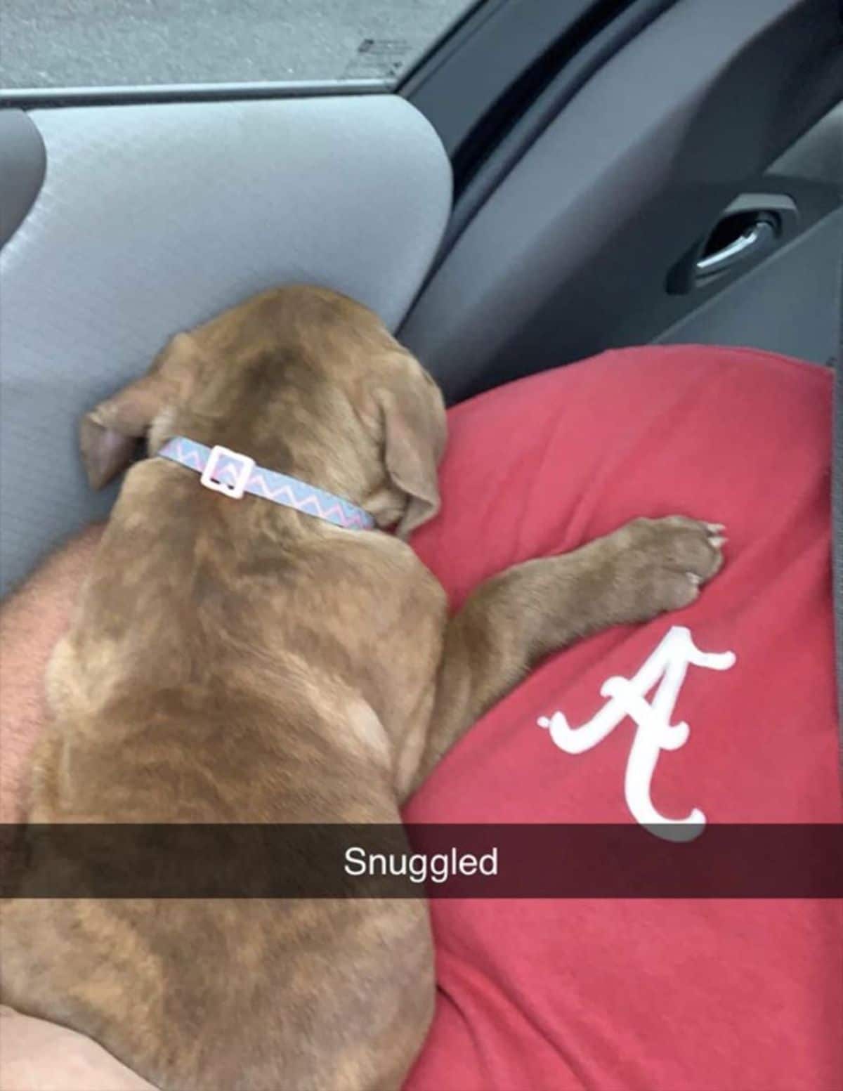 brown dog sleeping held by a man inside a vehicle with a caption saying Snuggled