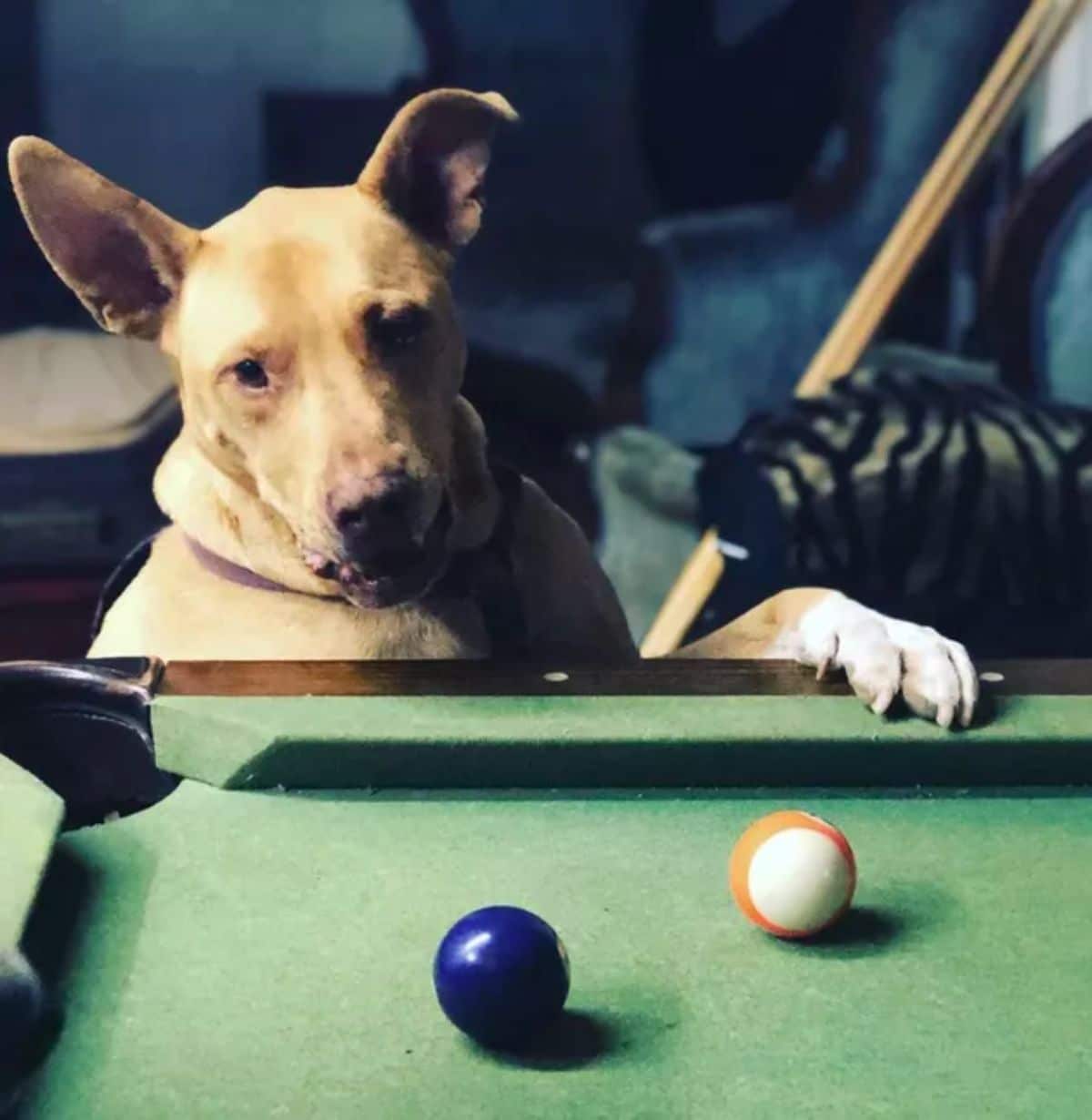 brown dog next to a green pool table with a white paw on the table and a pool cue next to it