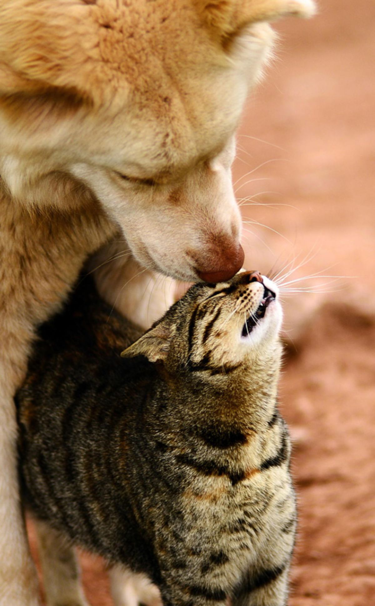 brown dog nuzzling a grey tabby cat