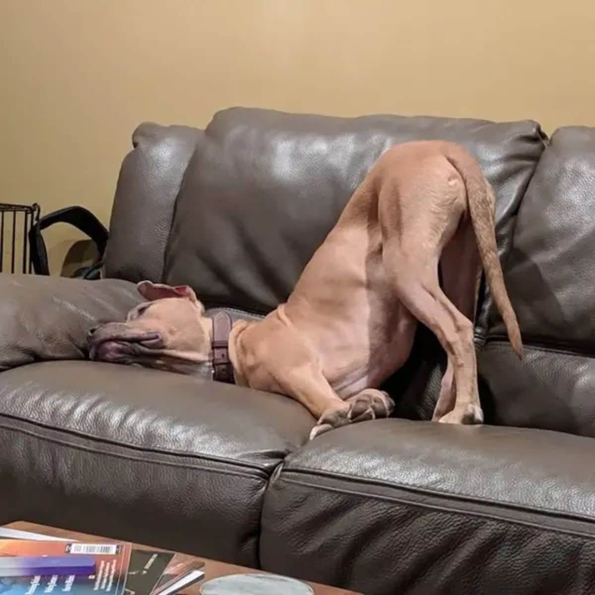 brown dog on a black sofa with the chin on the sofa and the butt up in the air