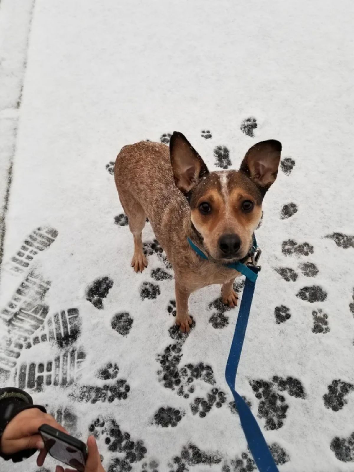 brown dog on a green leash standing in the snow