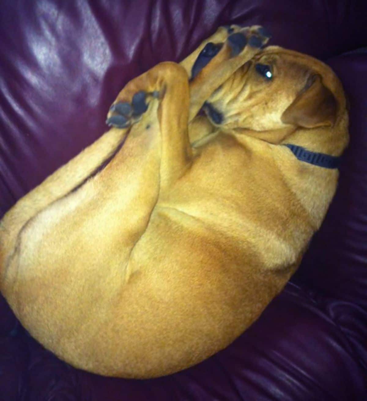 brown dog on a purple sofa and hugging the back legs to the chest and face