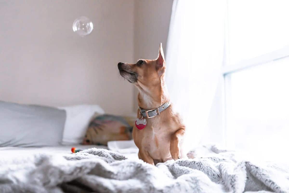 brown dog on a white bed trying to catch a soap bubble