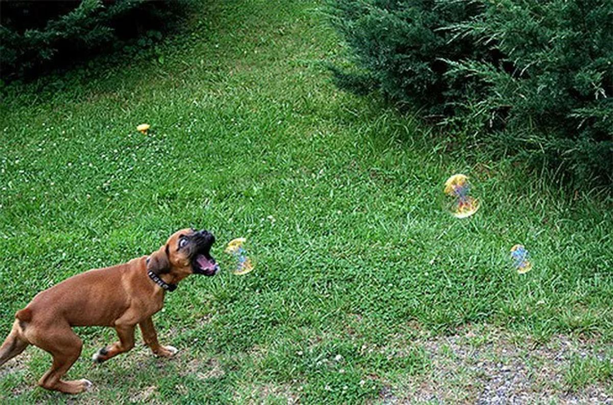brown dog on grass trying to catch a soap bubble