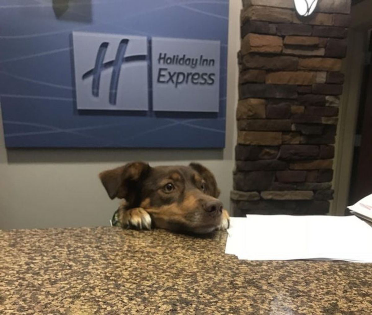 brown dog peeking over a brown marble counter with the head and front paws placed on the counter