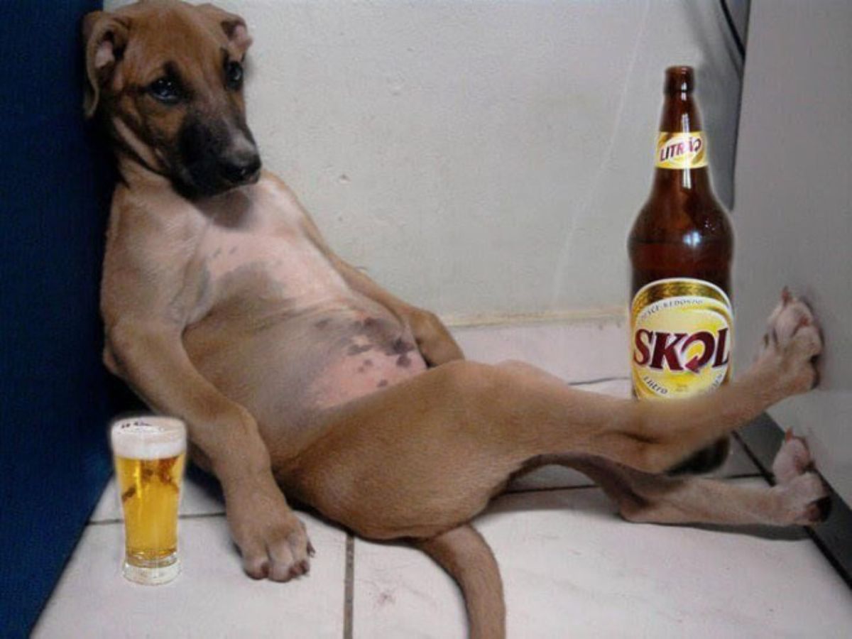 brown dog sitting belly up leaning back against a black sofa and a white wall with a glass and bottle of beer photoshopped in on either side