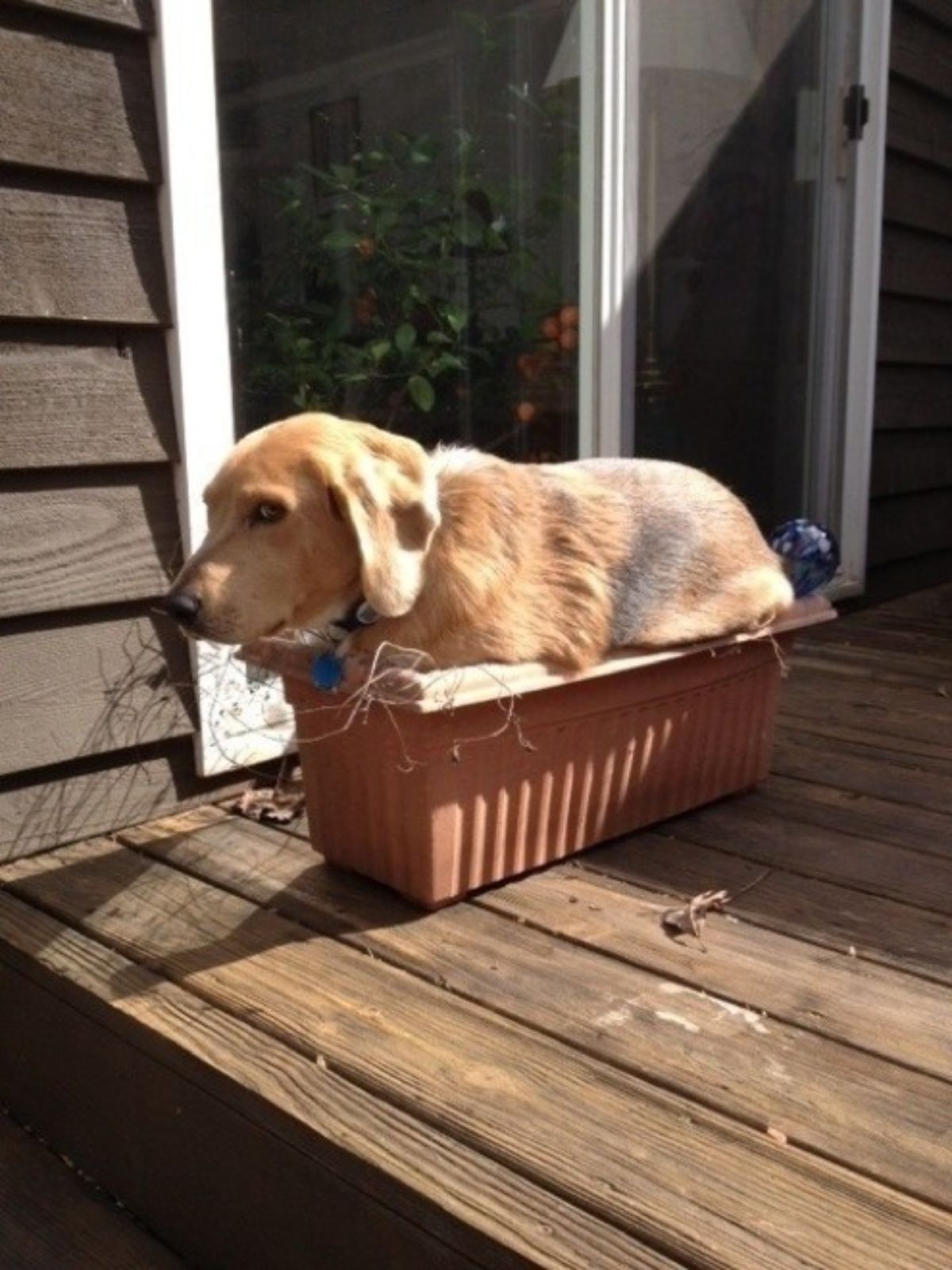 brown dog sitting inside a rectangular brown pot