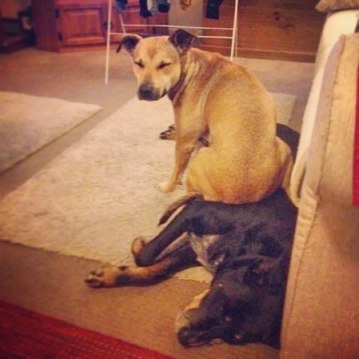 brown dog sitting on a black and brown dog laying sideways on the floor