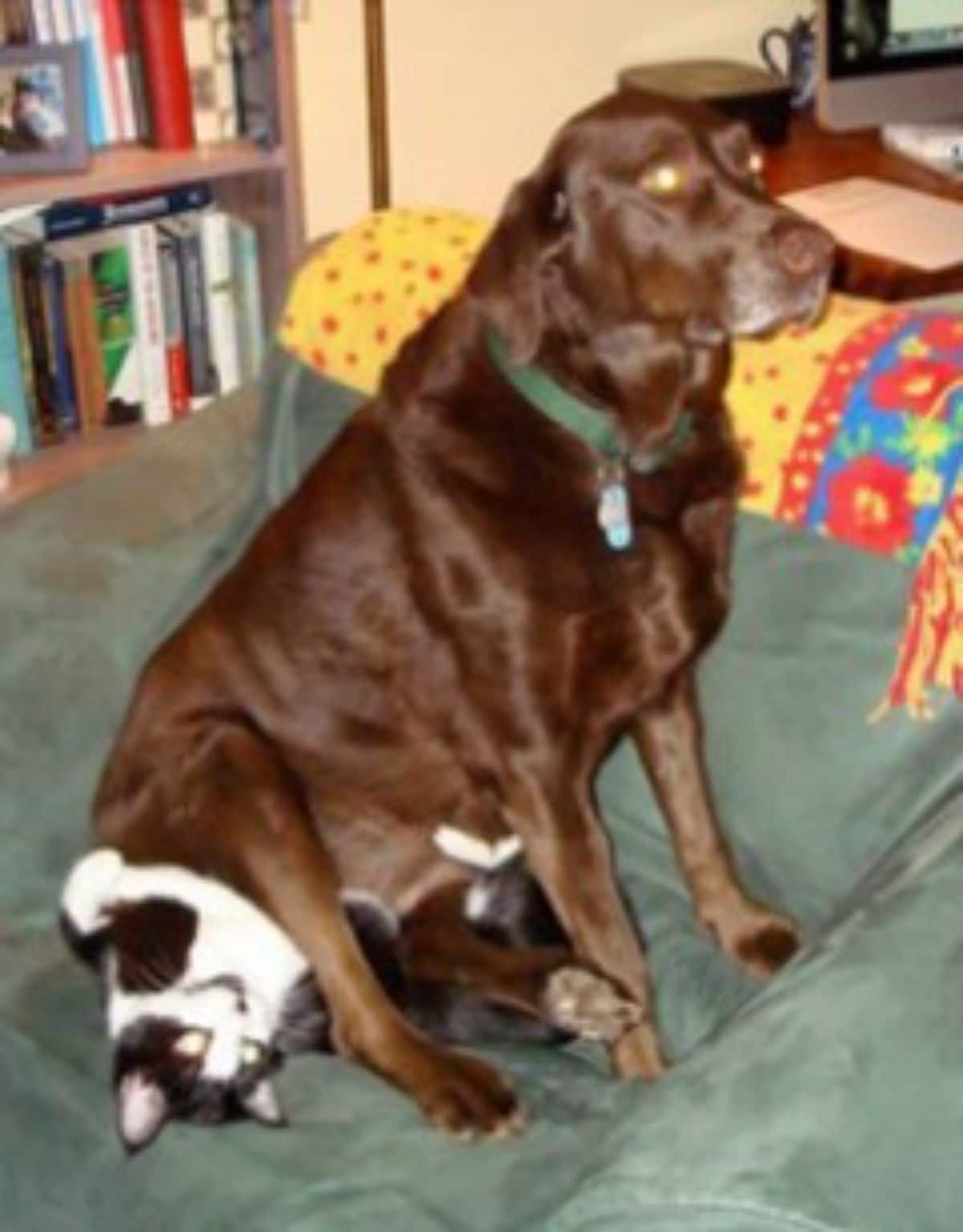 brown dog sitting on a black and white cat laying on a green surface