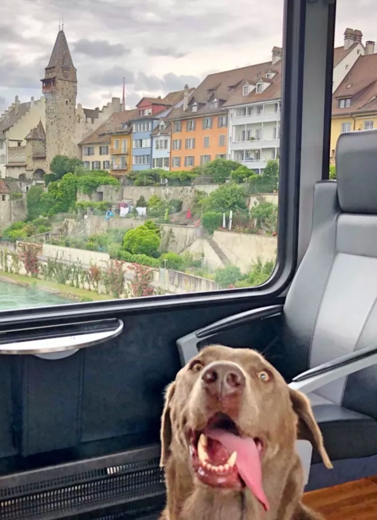 brown dog sitting on the floor inside a train