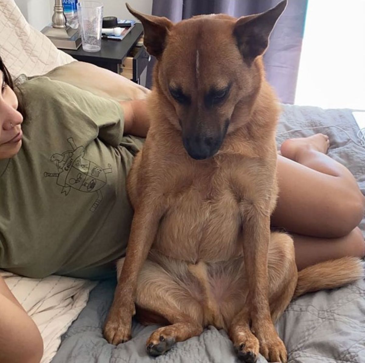 brown dog sitting up on its haunches on a bed and leaning against someone