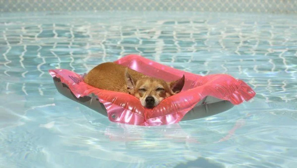 brown dog sleeping in a pink pool float in a swimming pool